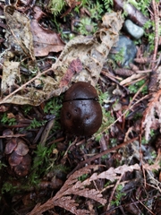 Melanogaster tuberiformis