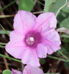 Ipomoea costata