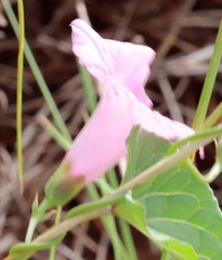 Ipomoea costata