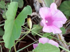 Ipomoea costata