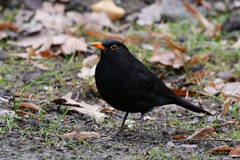 Turdus merula