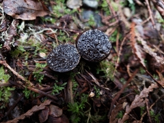Melanogaster tuberiformis