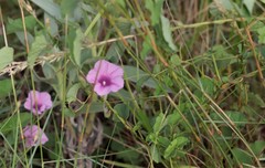 Ipomoea costata