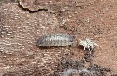 Porcellio monticola