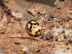 Peltoschema hamadryas