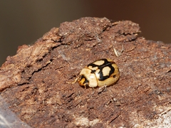 Peltoschema hamadryas