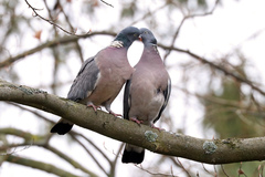 Columba palumbus