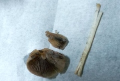 Psathyrella