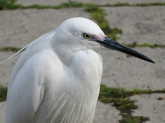 Egretta garzetta