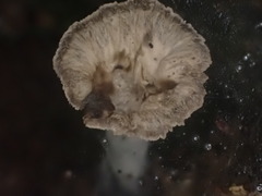 Craterellus undulatus