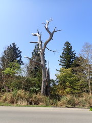 Chamaecyparis formosensis