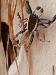 Holoplatys lhotskyi