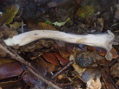 Craterellus undulatus