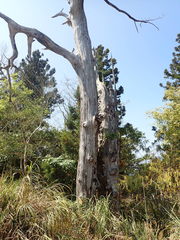 Chamaecyparis formosensis