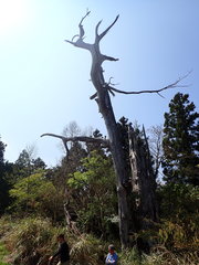 Chamaecyparis formosensis