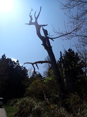 Chamaecyparis formosensis