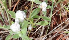 Gomphrena cunninghamii