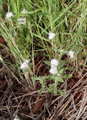 Gomphrena cunninghamii