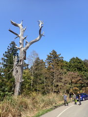 Chamaecyparis formosensis