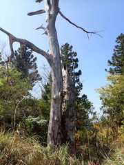 Chamaecyparis formosensis