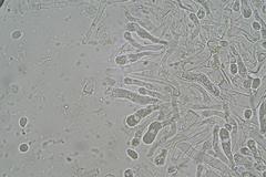 Craterellus undulatus