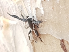 Holoplatys lhotskyi