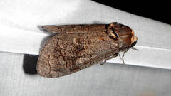 Cossus orientalis