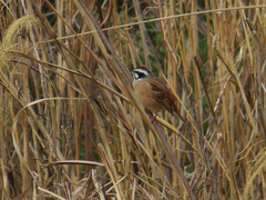 Emberiza cioides