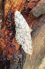 Thallogama pansticta