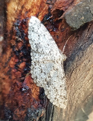 Thallogama pansticta