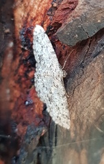 Thallogama pansticta