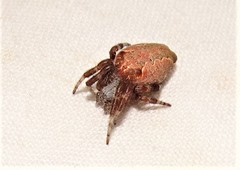 Cyrtophora crassipes