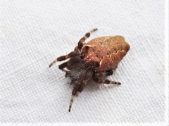 Cyrtophora crassipes