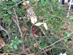 Cyrtophora crassipes