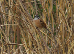Emberiza cioides