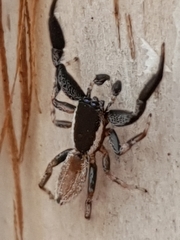 Holoplatys lhotskyi