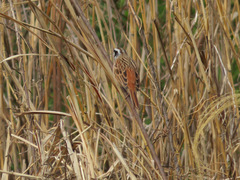Emberiza cioides