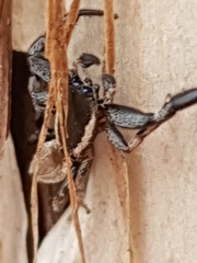 Holoplatys lhotskyi