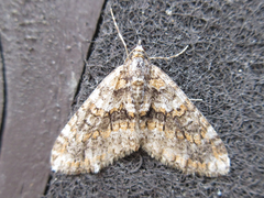 Esakiopteryx volitans