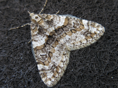 Esakiopteryx volitans