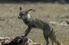 Vulpes vulpes pusilla