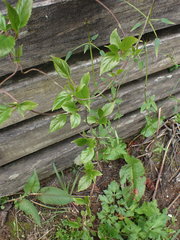 Schisandra arisanensis