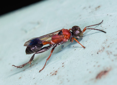 Dicranorhina