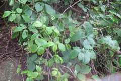 Cyphostemma anatomicum