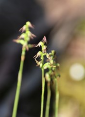 Genoplesium despectans