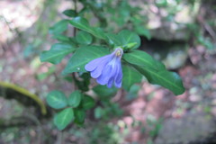 Sclerochiton harveyanus