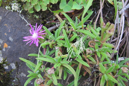 Image of Delosperma zoutpansbergense by (c) James Deacon, some rights reserved (CC BY-SA)