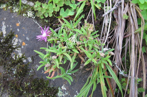 Image of Delosperma zoutpansbergense by (c) James Deacon, some rights reserved (CC BY-SA)