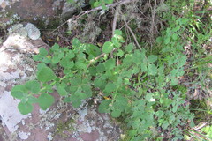 Thorncroftia succulenta