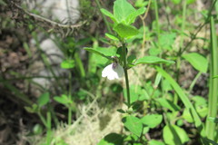 Justicia protracta protracta